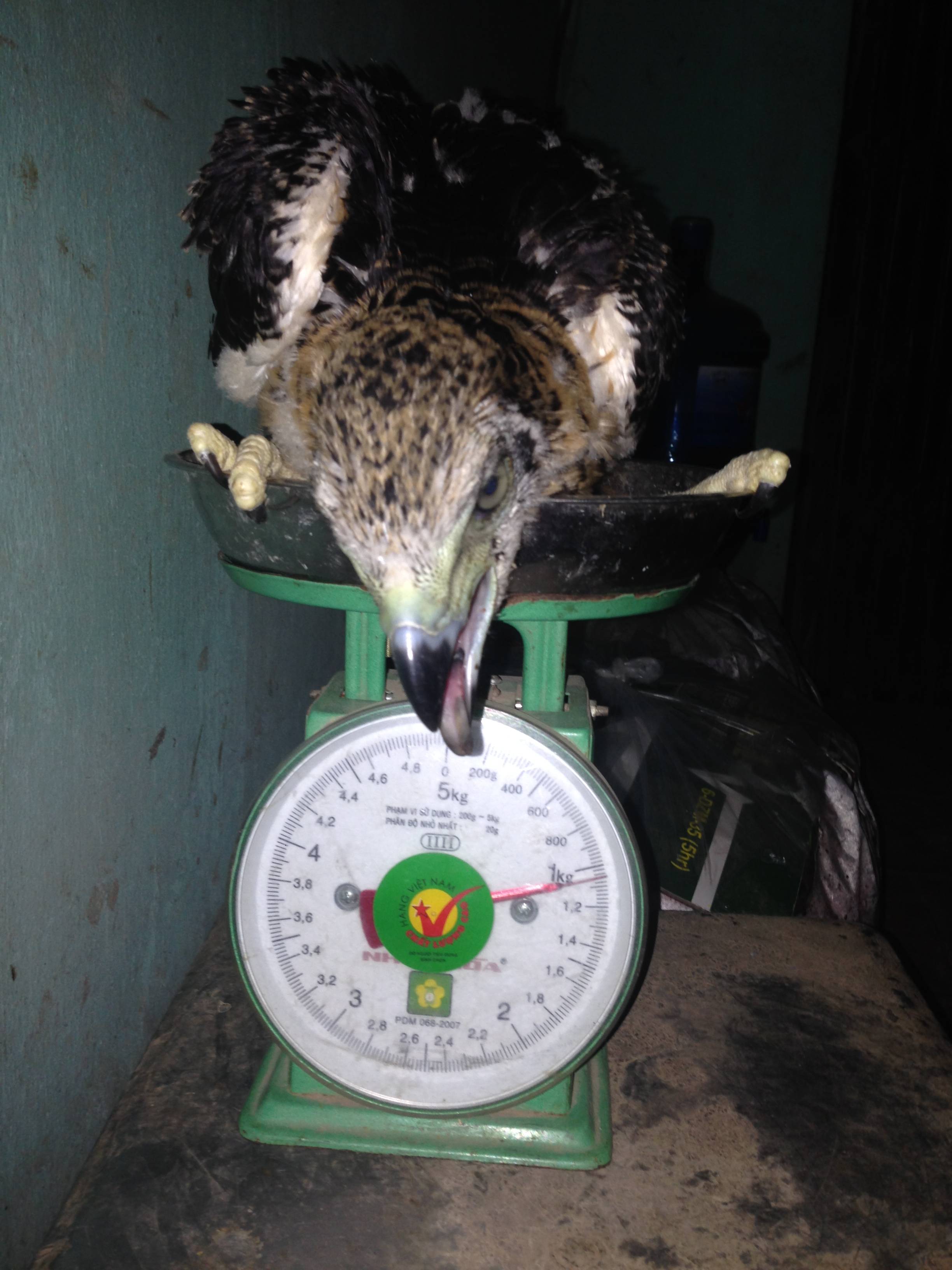 Chim ưng trắng trợn cướp con của chim cánh cụt Rockhopper - Lạ vui - Việt  Giải Trí